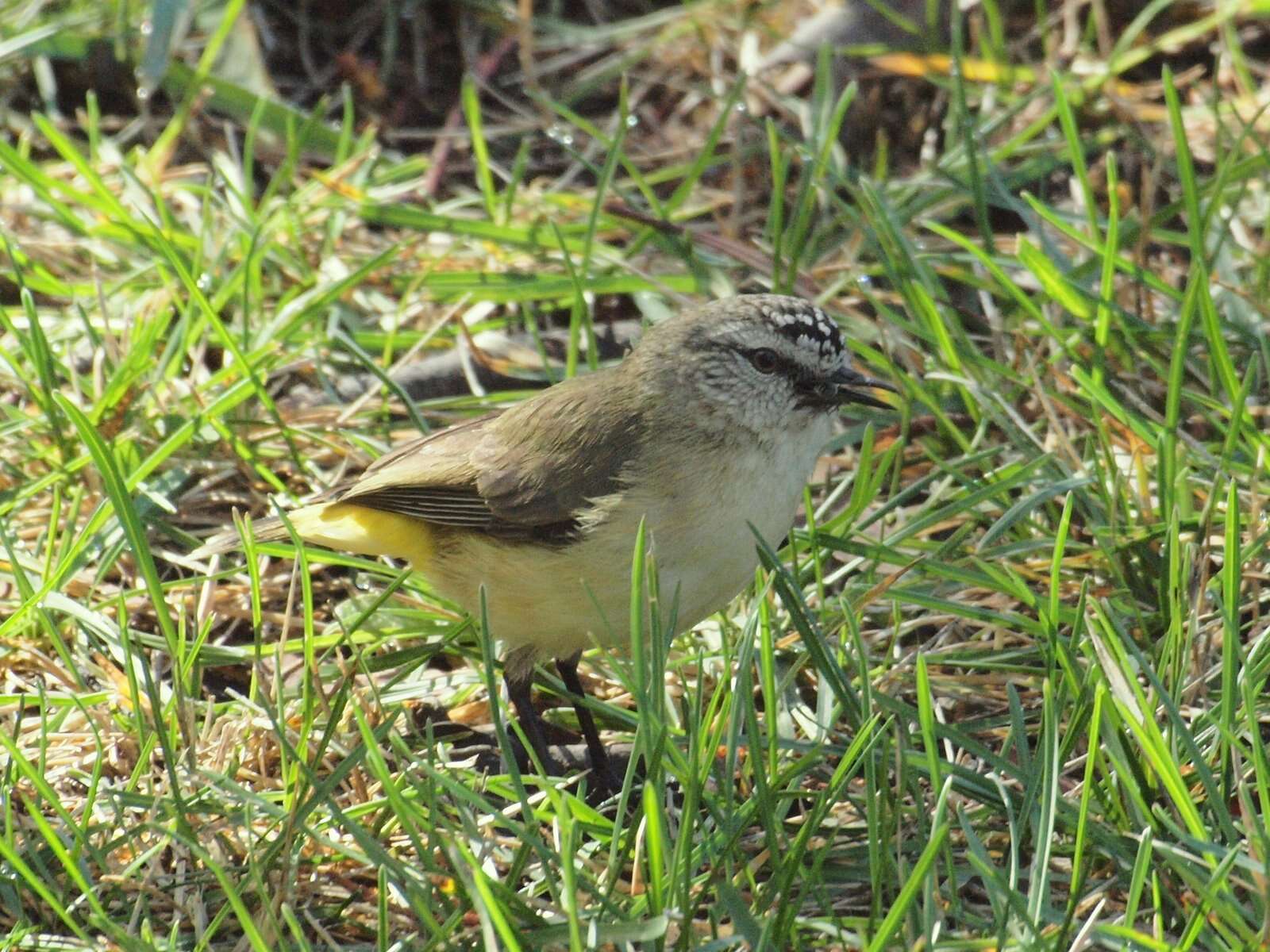 Image of Yellow-rumped Thornbill