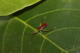 Image of Hyalopeplus rubroclavatus Carvalho & Gross