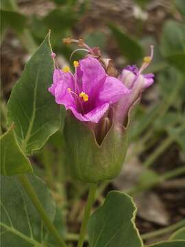 Image de Mirabilis multiflora (Torr.) Gray