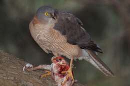 Image of Collared Sparrowhawk