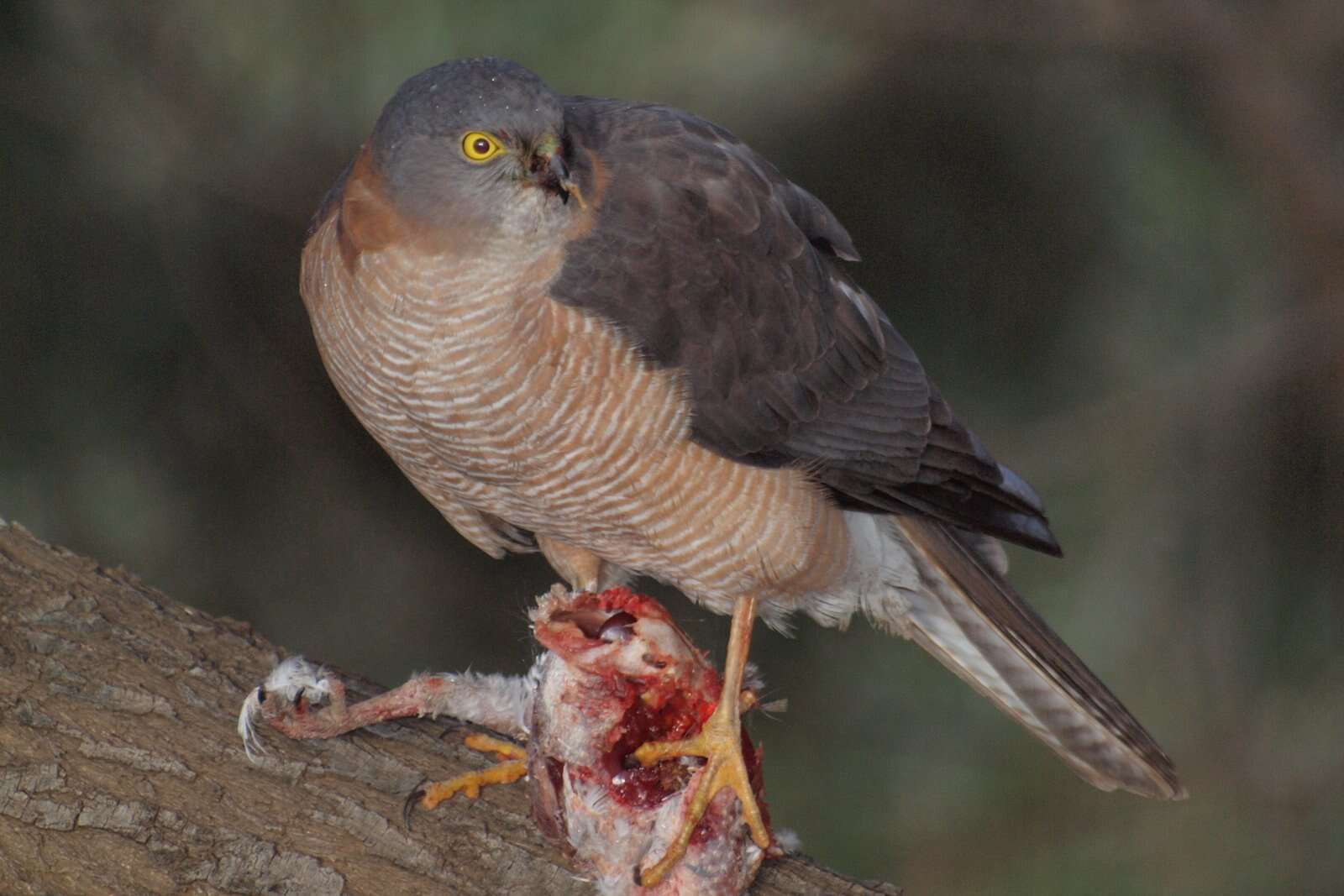 Image of Collared Sparrowhawk