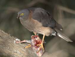 Image of Collared Sparrowhawk