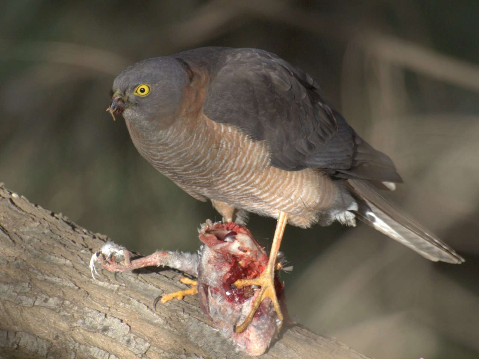 Image of Collared Sparrowhawk