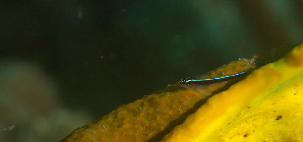 Image of Linesnout goby