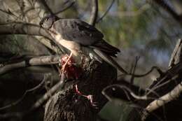 Image of Collared Sparrowhawk