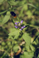 Image of common selfheal