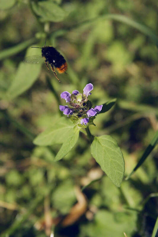 Image of common selfheal