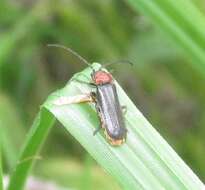 Image of Silis ruficollis