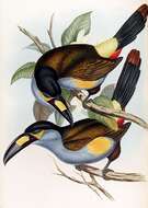 Image of Plate-billed Mountain Toucan
