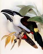 Image of toucans