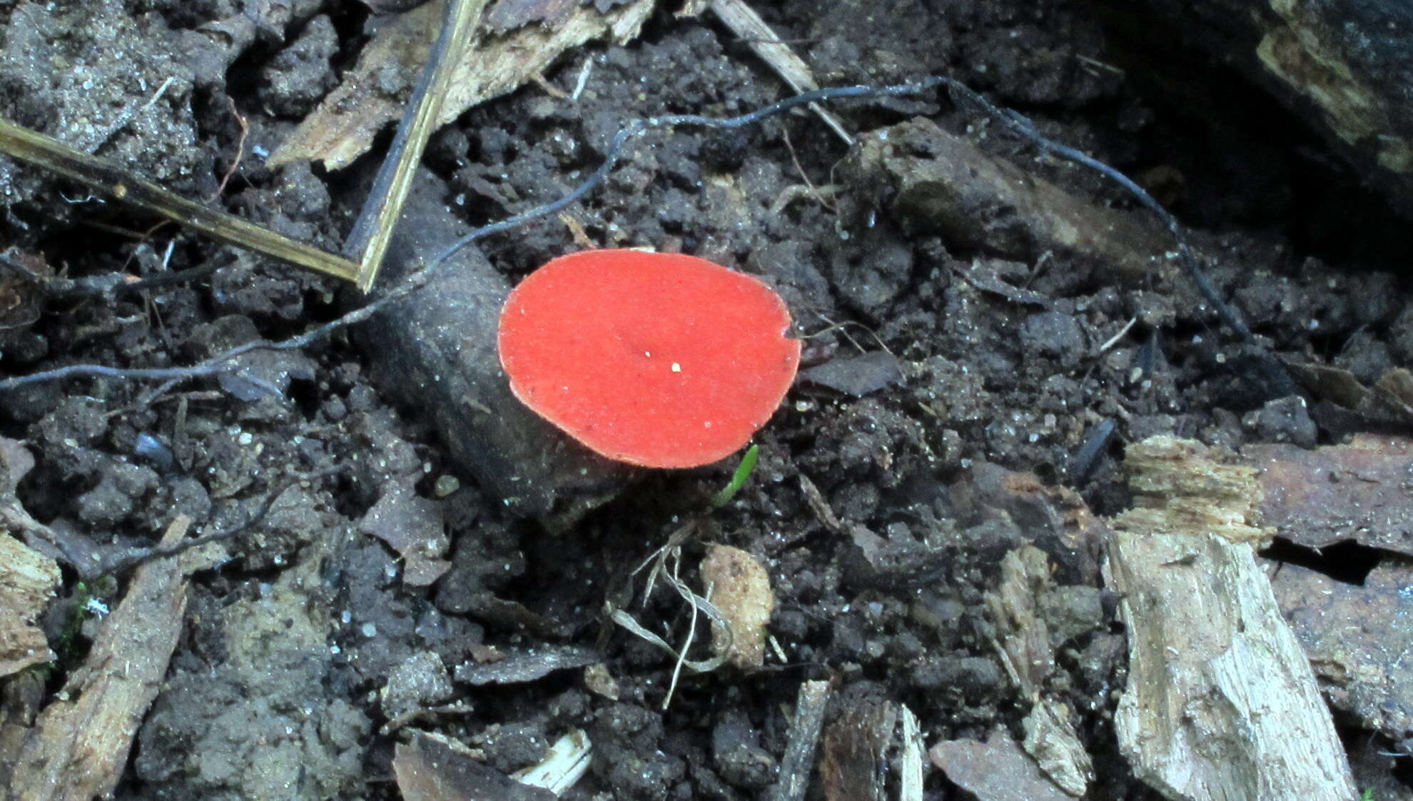 Sivun Sarcoscypha occidentalis (Schwein.) Sacc. 1889 kuva