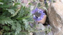 Image de Phacelia lyallii (A. Gray) Rydb.