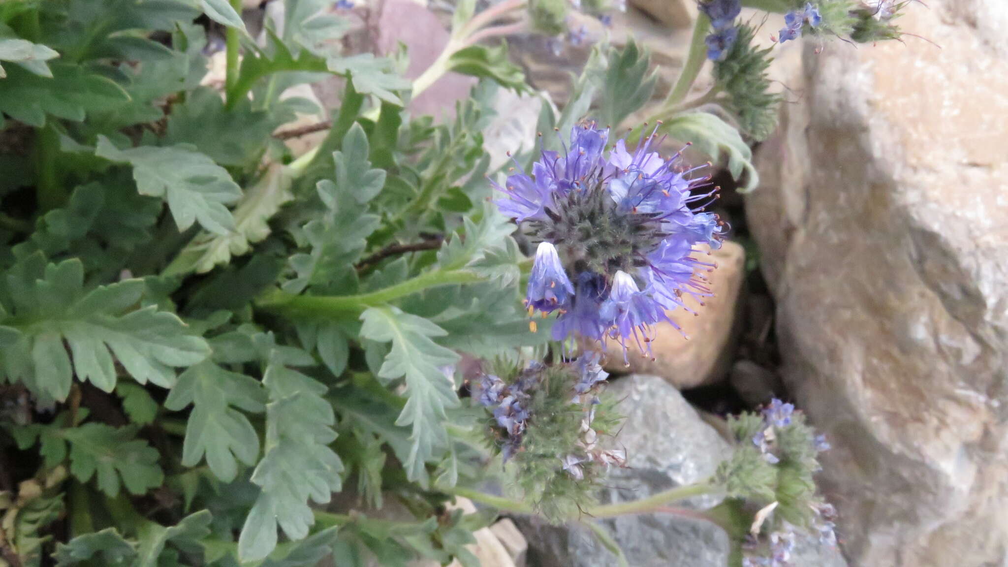 Image de Phacelia lyallii (A. Gray) Rydb.