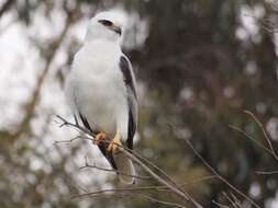 Image of Black-shouldered Kite