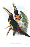 Image of Pale-billed Araçari