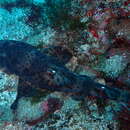 Image of Galapagos Bullhead Shark