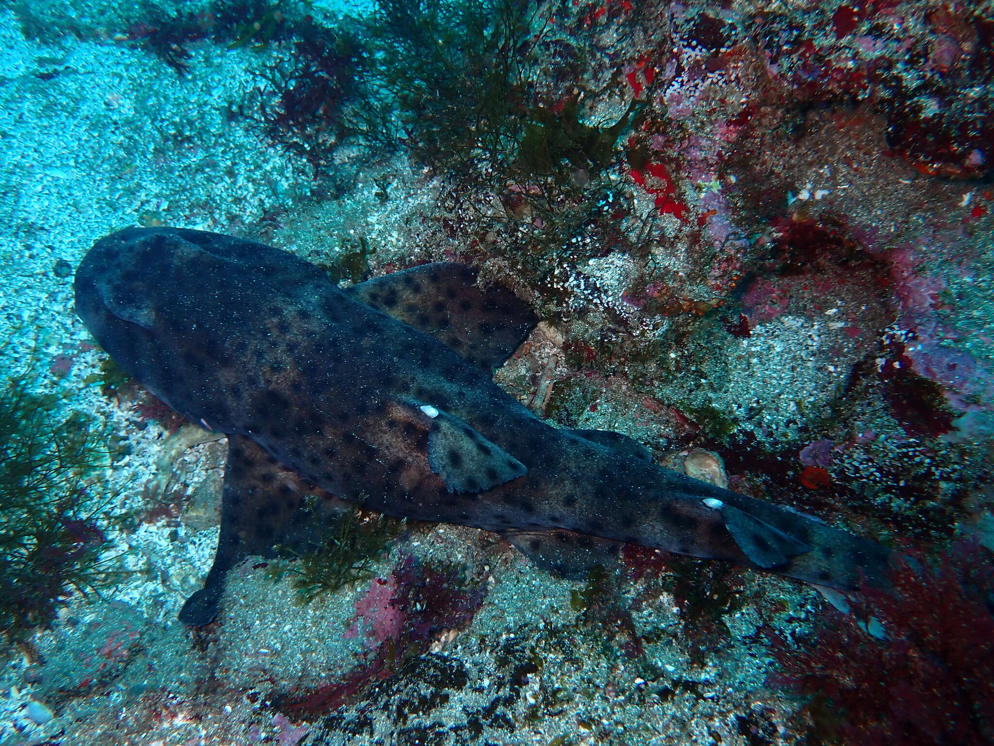 Image of Galapagos Bullhead Shark