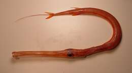 Image of Pacific cornetfish