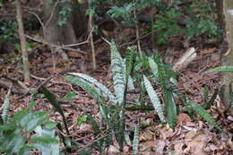 Image of viper's bowstring hemp