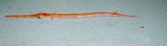 Image of Blue-spotted Cornetfish