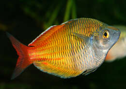 Image of Boeseman's Rainbowfish