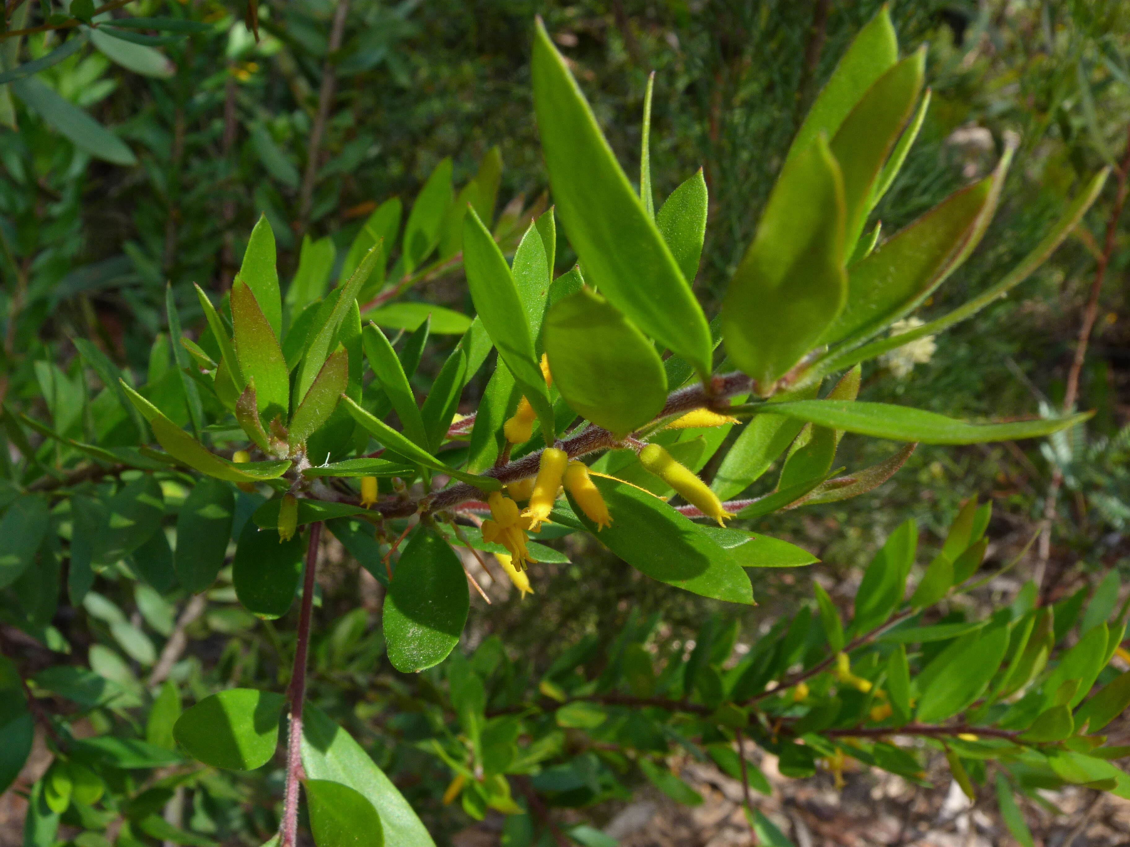 Plancia ëd Persoonia levis (Cav.) Domin