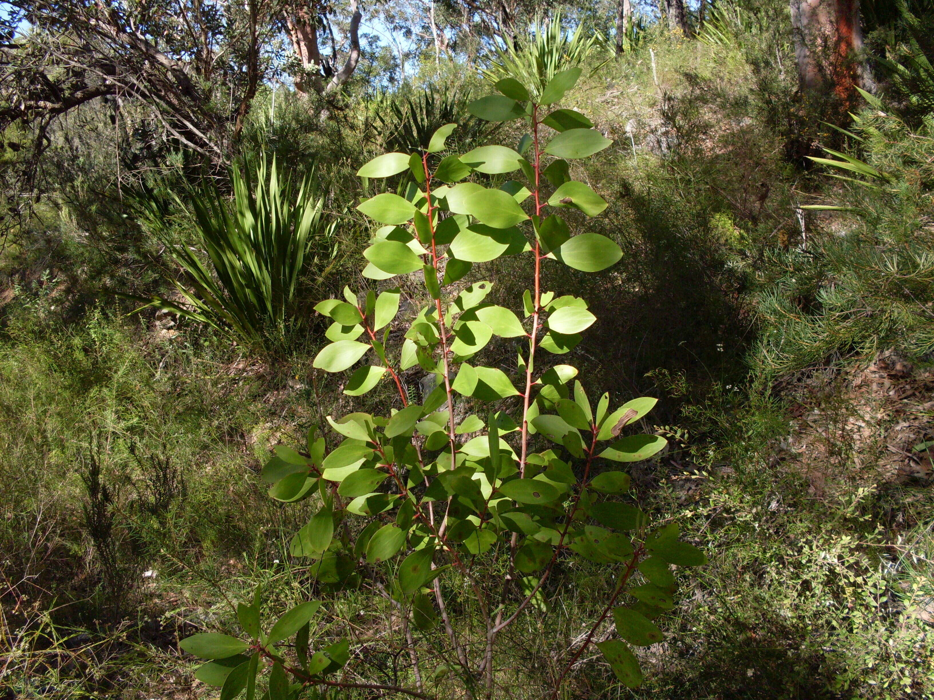 Plancia ëd Persoonia levis (Cav.) Domin