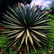 Image of Garden sisal