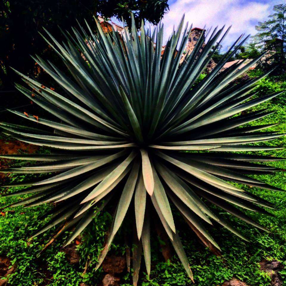 Слика од Agave vivipara L.