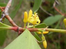 Plancia ëd Persoonia levis (Cav.) Domin