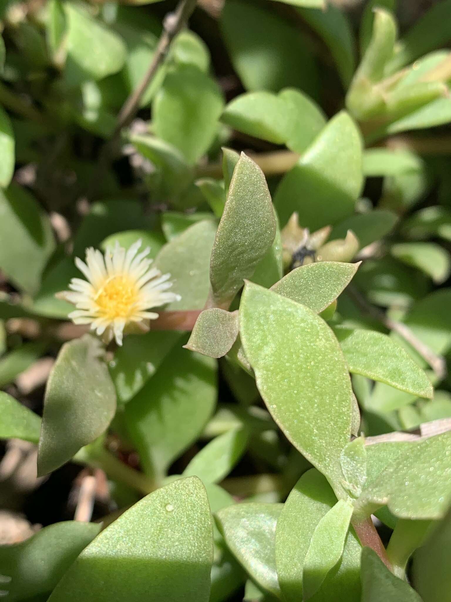 Imagem de Delosperma lebomboense (L. Bol.) Lavis