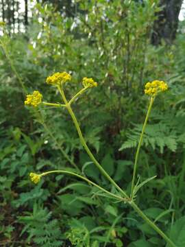 Image of Patrinia scabiosifolia Fisch. ex Trevir.