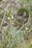 Image of Cerastium subtetrandrum (Lange) Murb.