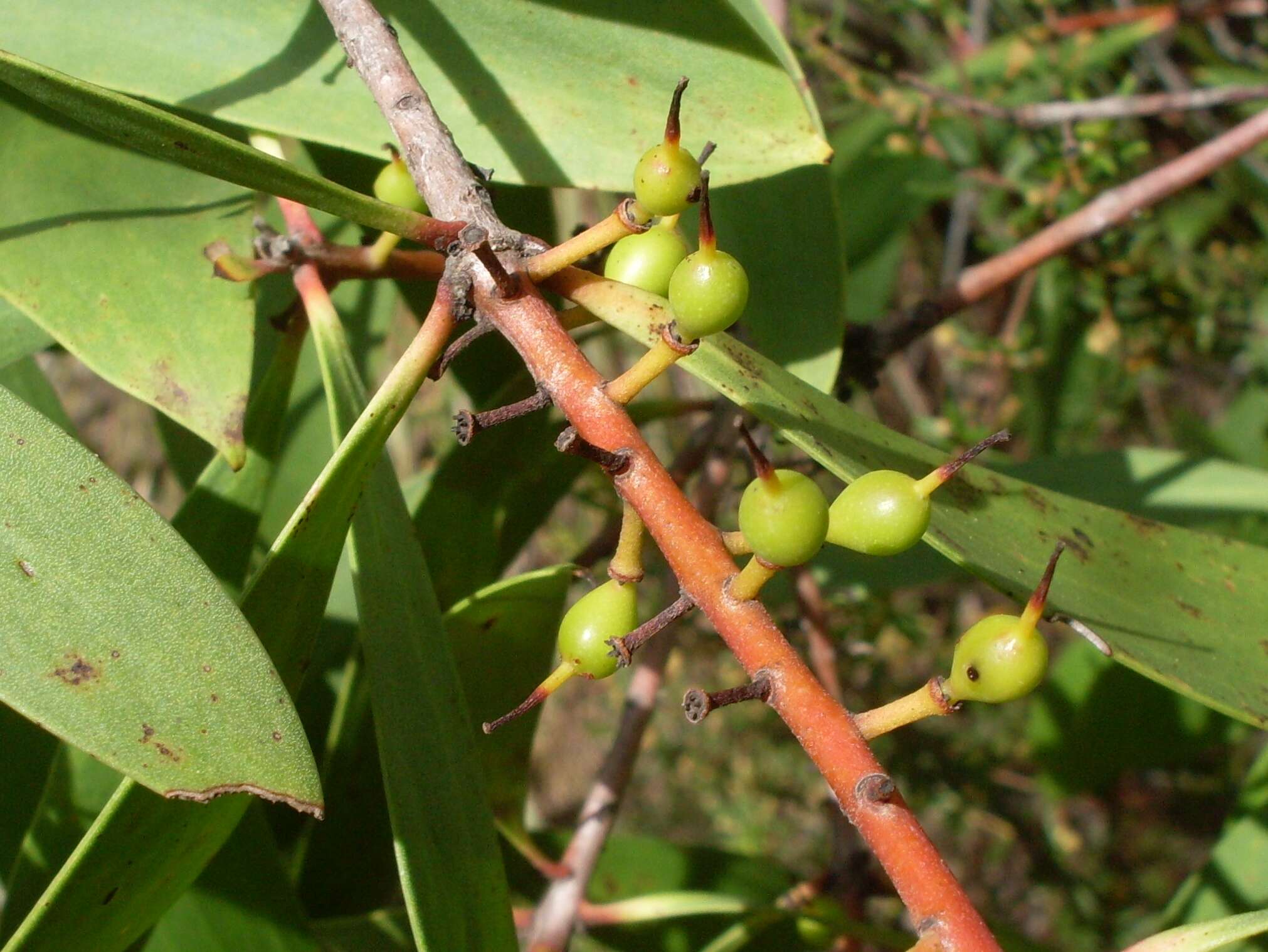 Plancia ëd Persoonia levis (Cav.) Domin