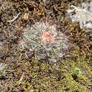 Image of Mammillaria deherdtiana subsp. dodsonii (Bravo) D. R. Hunt