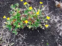 Image de Potentilla vulcanicola Juz.