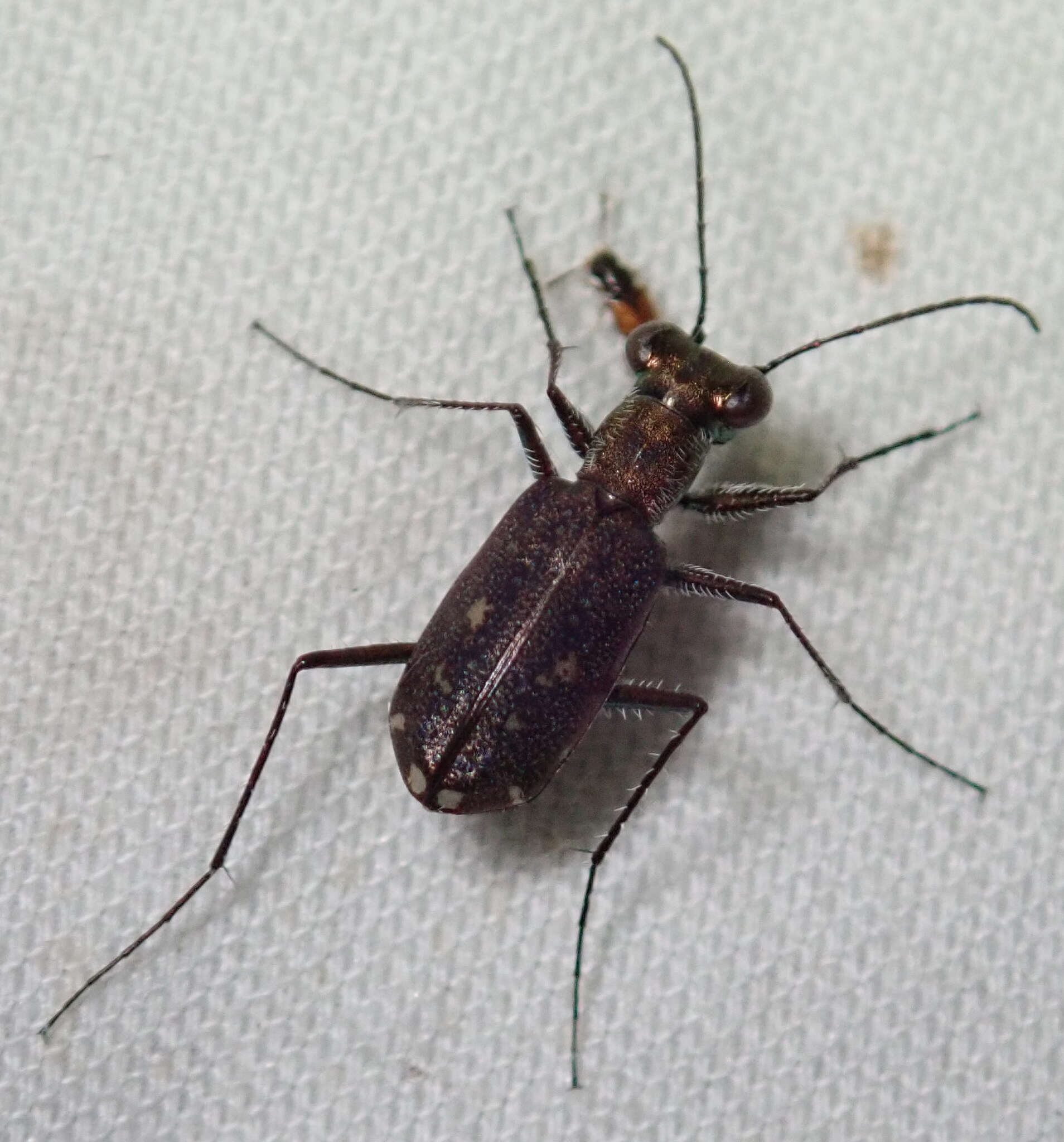 Image of Cylindera (Eugrapha) dissimilis (Péringuey 1892)