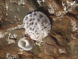 Image of Spondylus nicobaricus Schreibers 1793