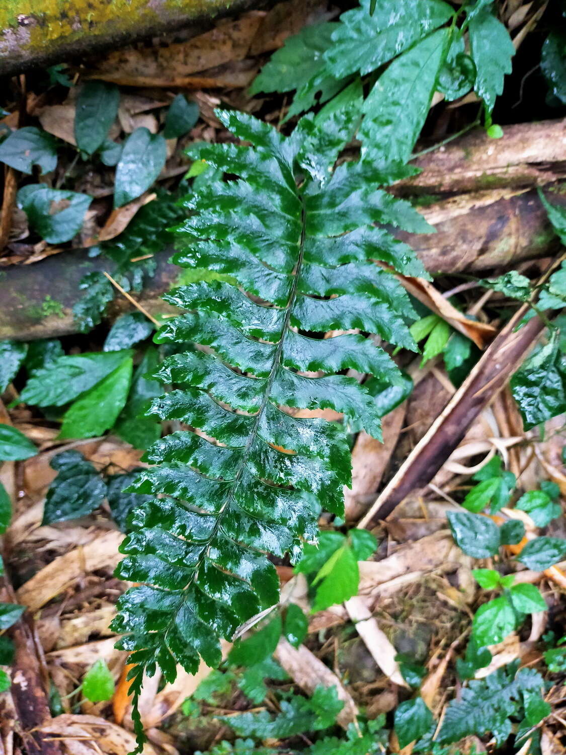 Image de Hymenasplenium excisum (C. Presl) S. Linds.