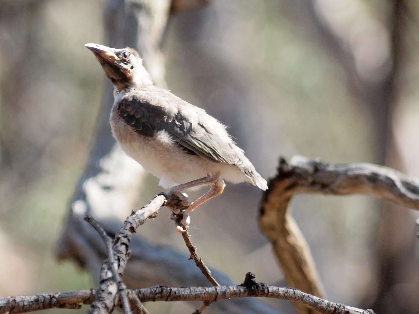 Image of Noisy Friarbird