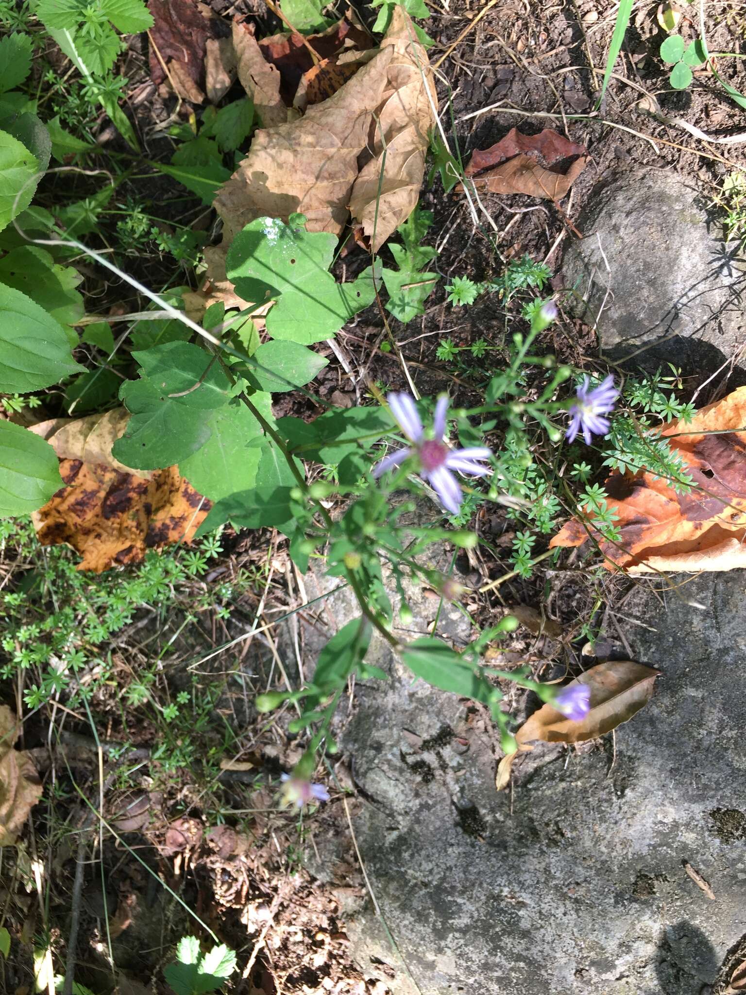 Image of wavyleaf aster