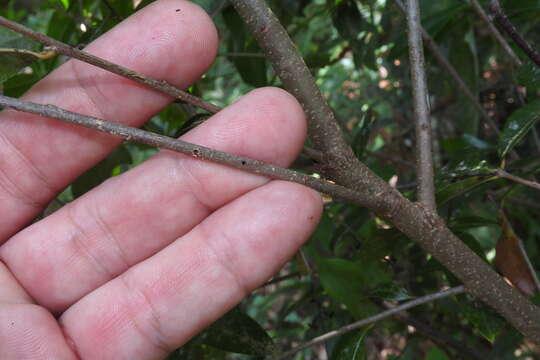 Image of Black twig borer