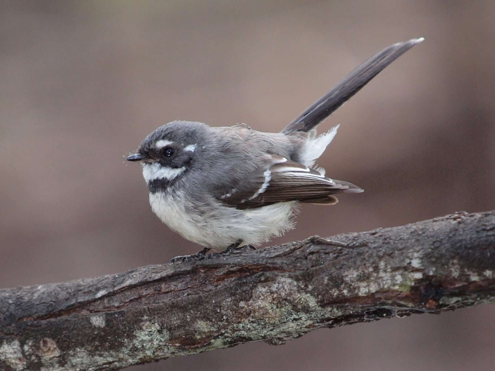 Image of Grey Fantail