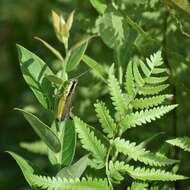 Image of Olive-green Swamp Grasshopper