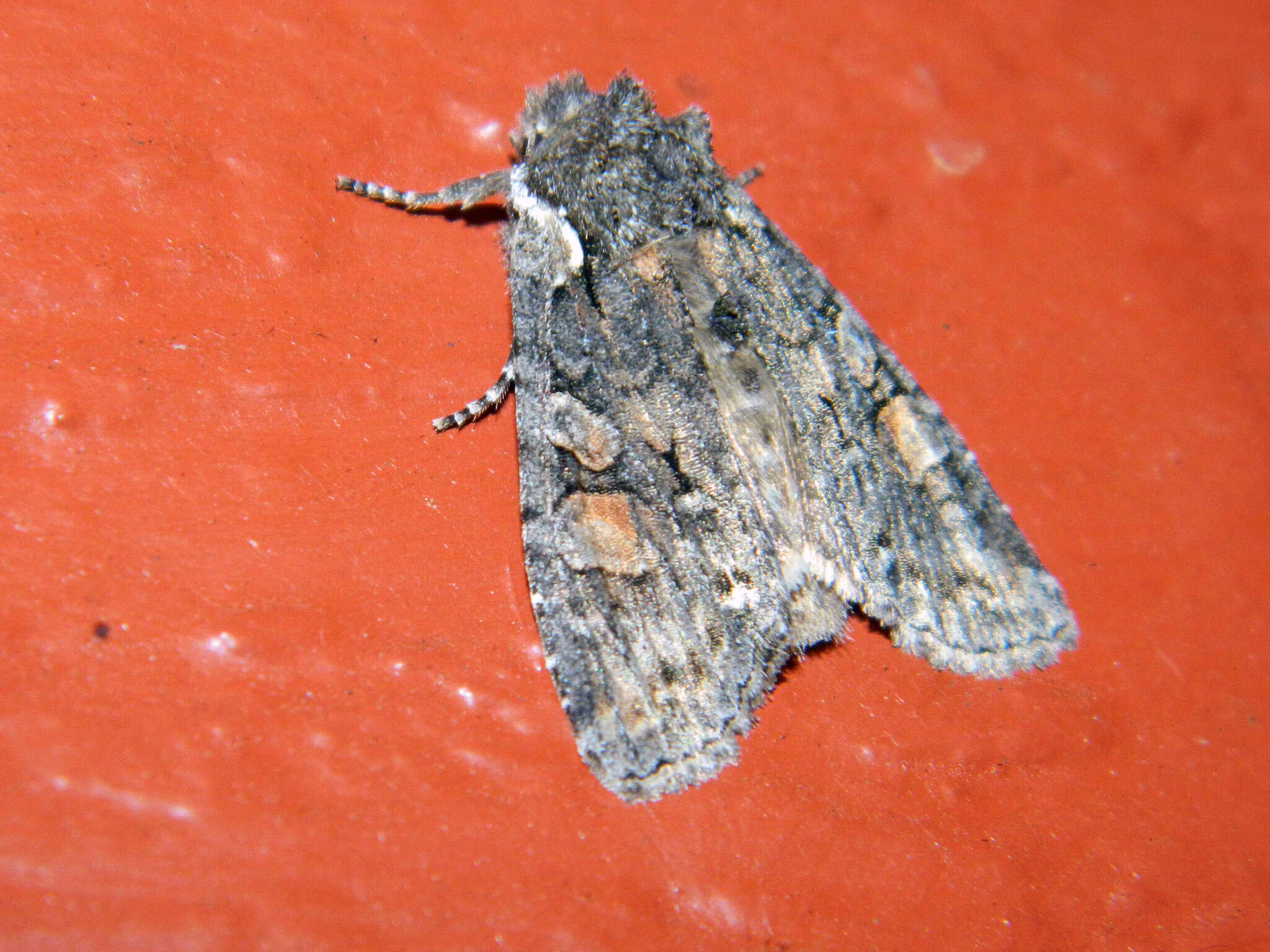 Image of Plush-naped Pinion