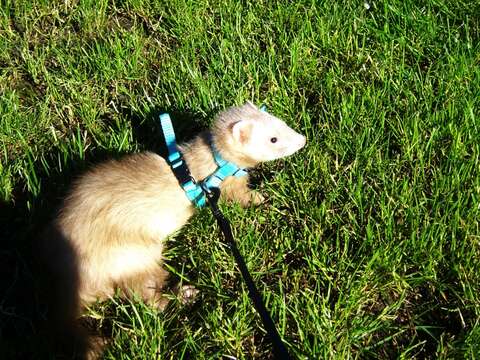 Image of domestic ferret