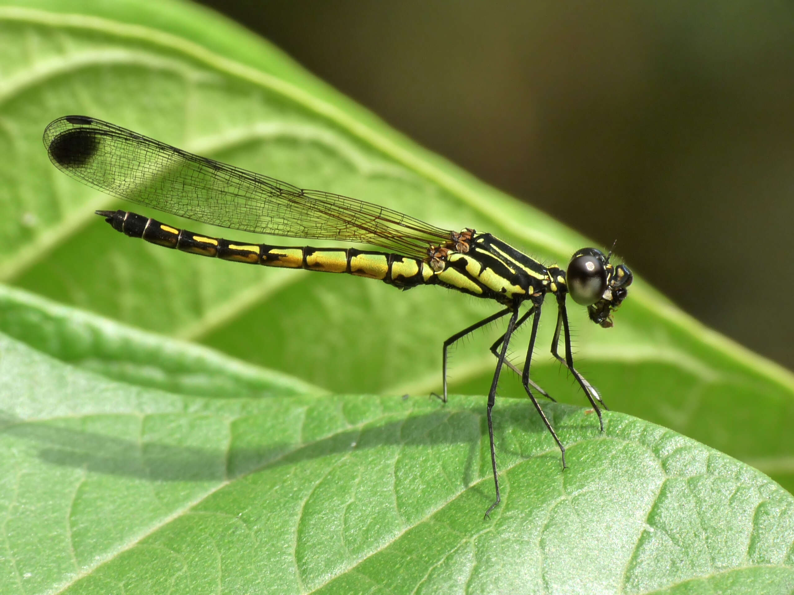 Image of Libellago indica (Fraser 1928)