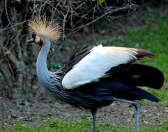 Image of Grey Crowned Crane