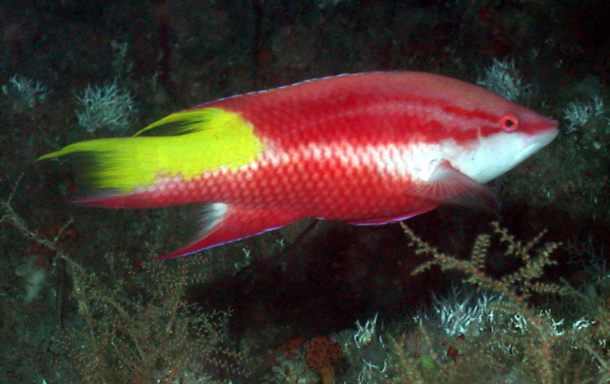 Bodianus pulchellus (Poey 1860) resmi