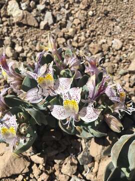 Image of Alstroemeria andina Phil.